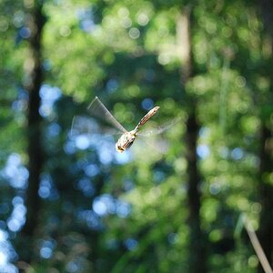 Libelle Spreewald 2008