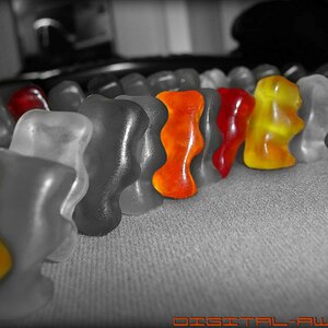 Bears