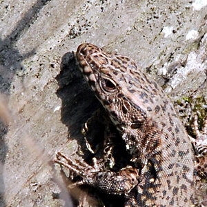 DSC 0076 2 Kopie