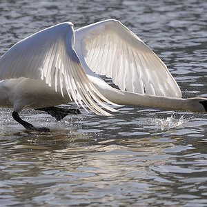 Schwan03