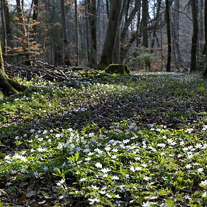 20090410 161724 Muehltal