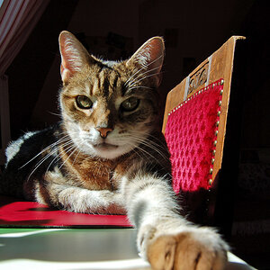 Katze