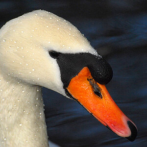 schwan 2