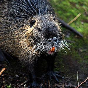 nutria 1