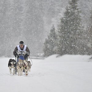 20090307 140244 Schlittenhunde