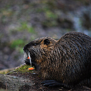 nutria 2