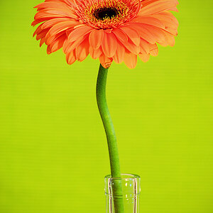 gerbera