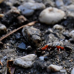 Attack of the Killer Ants!