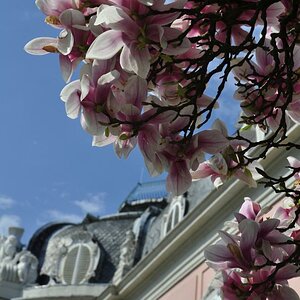 Magnolia
