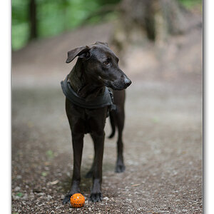 Lupa mit Ball