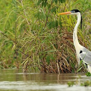 Cocoireiher (Cocoi Heron)
Rupununi bei Karanambu
5152