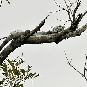 Iguana
Rupununi bei Karanambu
5175