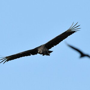 Rabengeier (Black Vulture)
Karanambu
5367