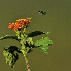 Blume + Biene
Karanambu
5349