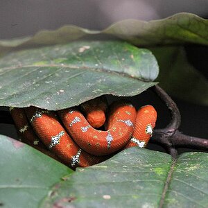 Abgottschlange (Boa Constictor)
Iwokrama Rainforest
1256