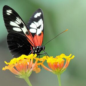Schmetterling
Atta Lodge, Iwokrama Rainforest
1423