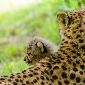 20130601 0380 [NIKON D7100] 400 mm,1 60 Sek. bei ƒ   4,5