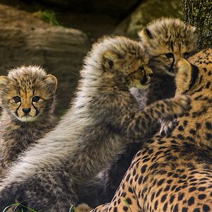 20130601 0405 [NIKON D7100] 400 mm,1 80 Sek. bei ƒ   4,5