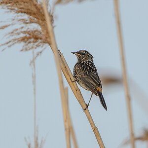 20130617 2192 [NIKON D7100] 600 mm,1 1000 Sek. bei ƒ   4,0