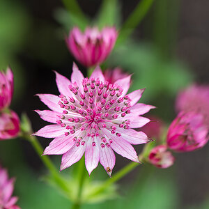 kenzaburo blumen 156