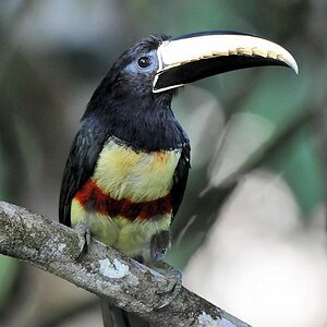 Schwarzkehlarassari (Black-Necked Aracarie)
Canopy, Attar Lodge, Iwokrama Rainforest
1617
