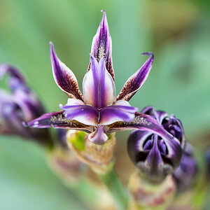 kenzaburo blumen 164