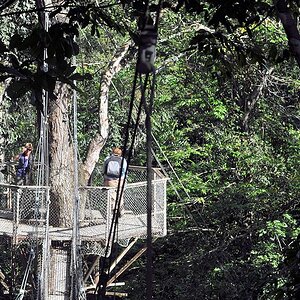 Canopy Walkway
Atta Lodge, Iwokrama Rainforest
1221