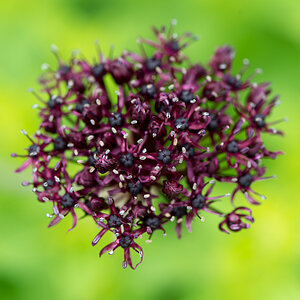 kenzaburo blumen 162