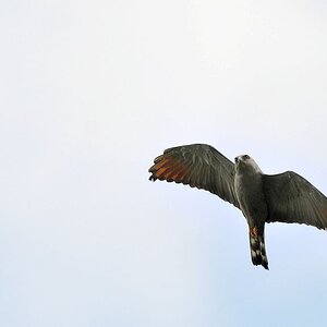 Sperberweihe (Crane Hawk)
Karanambu
5912