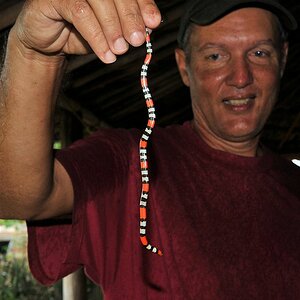 Korallenotter (Coral Snake=
Caiman House
2958