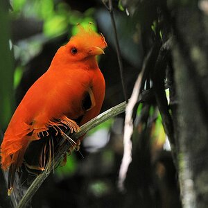 Cayenne Klippvogel (CockOfTheRock), Männchen
Iwokrama Rainforest
1434