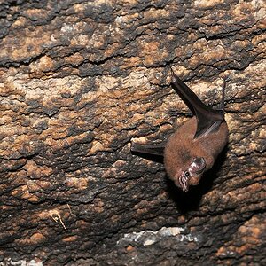 Fledermaus
Iwokrama Rainforest
1800