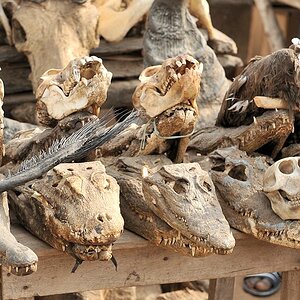 Krokodile auf dem Fetischmarkt in Lomé 7650
