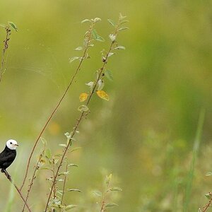 Sumpftyrann (White Headed Marsh Tyrant)
überschwemmte Savanne bei karanambu
5988