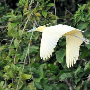 Kappenreiher (Capped Heron)
Rupununi bei Karanambu
6131