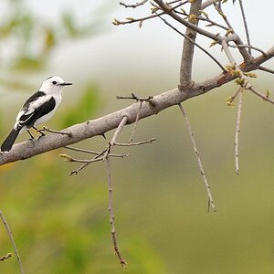 Elstertyrann (Pied Water tyrant)
überschwemmte Savanne bei Karanambu
5959