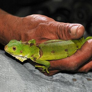 Chamäleon
Yupukari
6214
