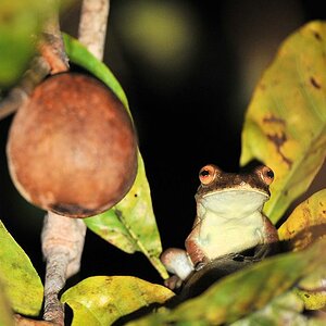 Frosch
Yupukari
3051