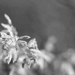 Morgentau 3