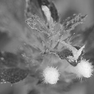 Morgentau 5
