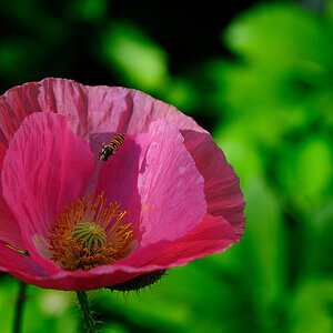 RosaMohn bienchen 1