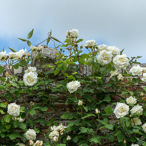 kenzaburo blumen 171