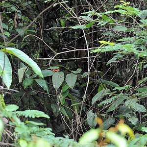 Juvenile Hundskopfboa
Iwokrama Rainforest
1263