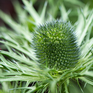 kenzaburo blumen 175