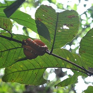 Juvenile Hundskopfboa
Iwokrama Rainforest
1267