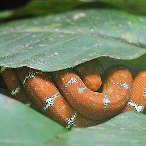 Juvenile Hundskopfboa
Iwokrama Rainforest
1771