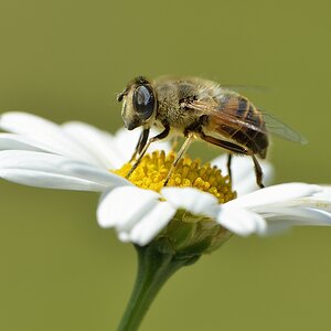 Schwebefliege