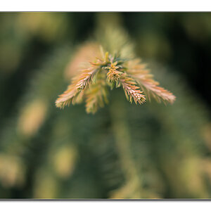 taxus