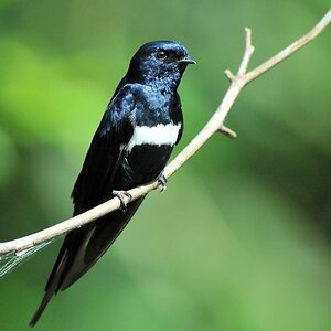 Weißbandschwalbe (White Banded Swallow)
Burro-Burro River, Surama
2233