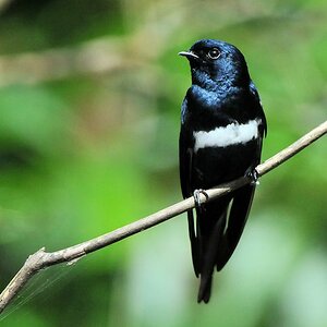 Weißbandschwalbe (White Banded Swallow)
Burro-Burro River, Surama
2246